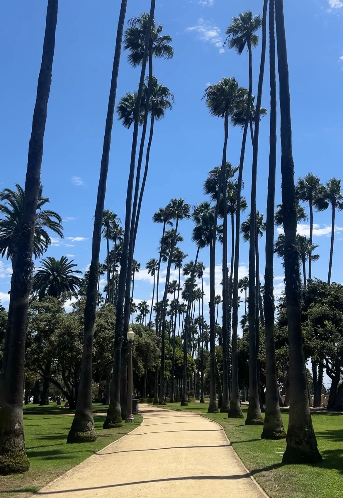 A sunlit path lined with tall palm trees