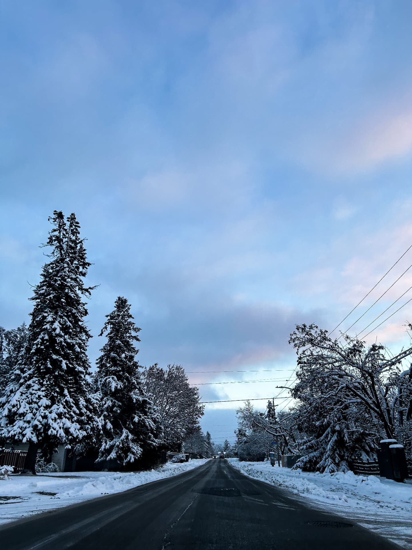 Snow-laden trees lining a quiet Canadian street beneath a pale winter sky